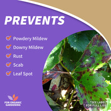 Load image into Gallery viewer, Bonide Captain Jack&#39;s Neem Oil, 32 oz Ready-to-Use Spray, Multi-Purpose Fungicide, Insecticide and Miticide for Organic Gardening
