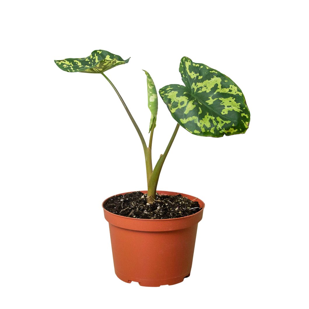 Alocasia Hilo Beauty 6-in
